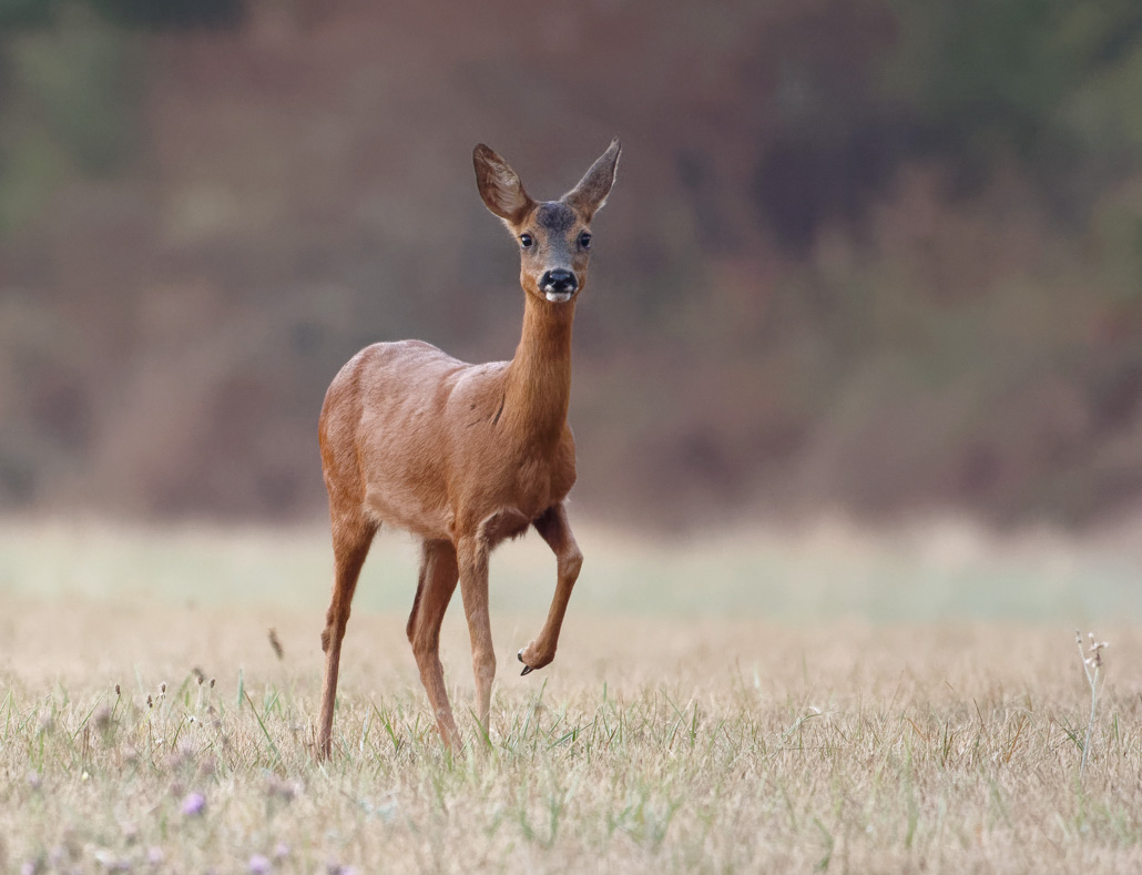 DSC_3134DXO3 - Copie.jpg