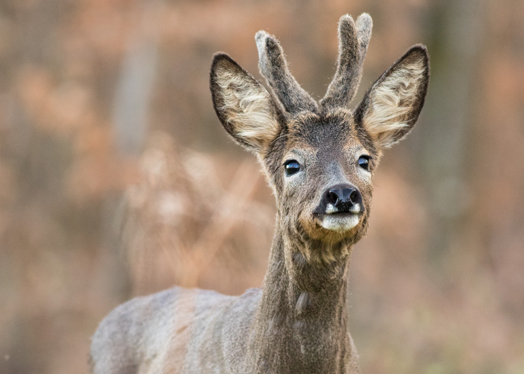 chevreuil 04_2017-4.jpg