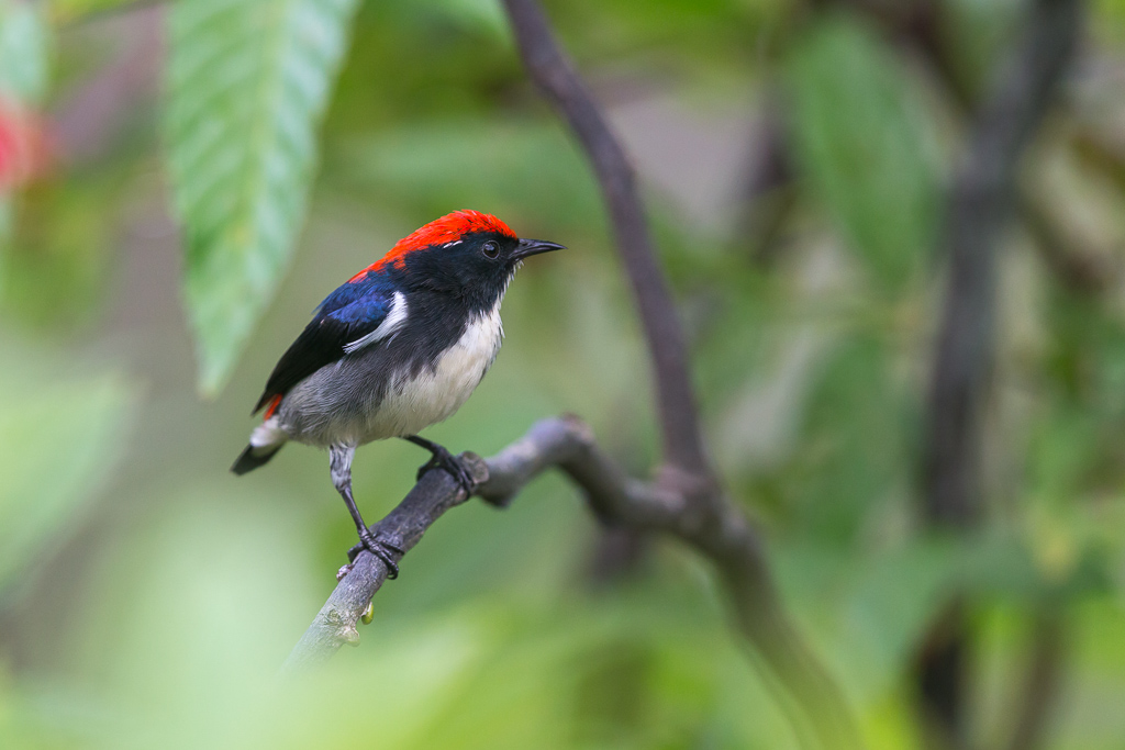 _INDicée à dos rouge 2019-11 Botanic gardens-10.jpg