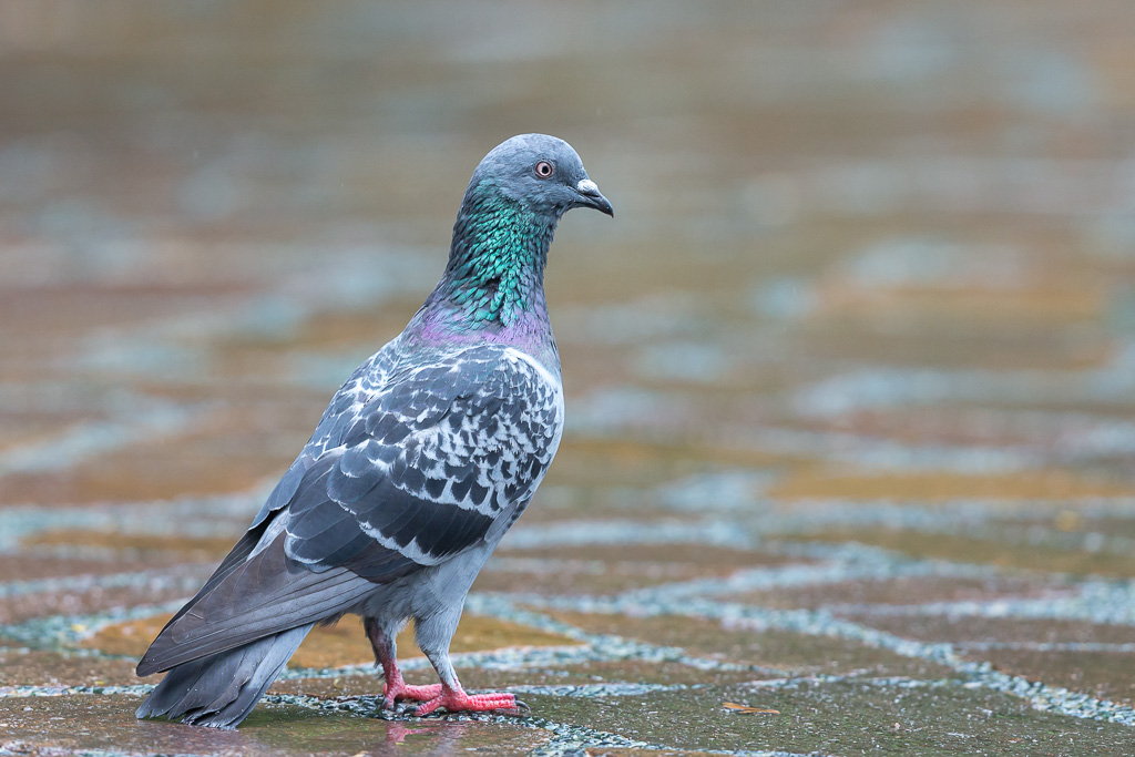 _IN Pigeon biset 2019-11 Botanic gardens-10.jpg