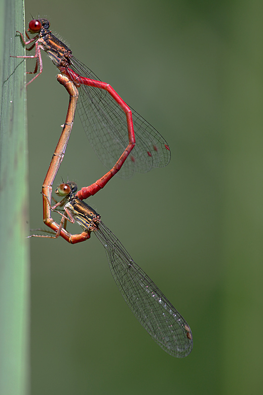 Ceriagrion tenellum accouplement IN.jpg