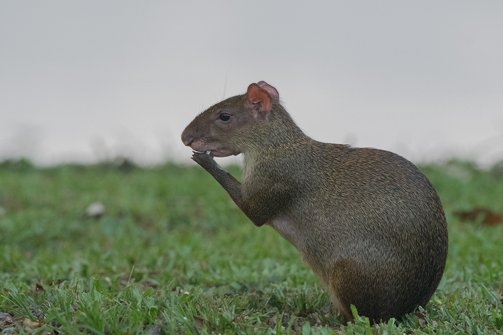 138-Agouti.jpg