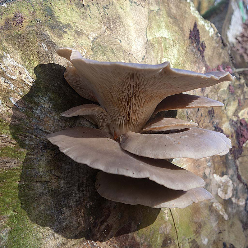 Pleurotus ostreatus âgés Jacques Rivière.jpg