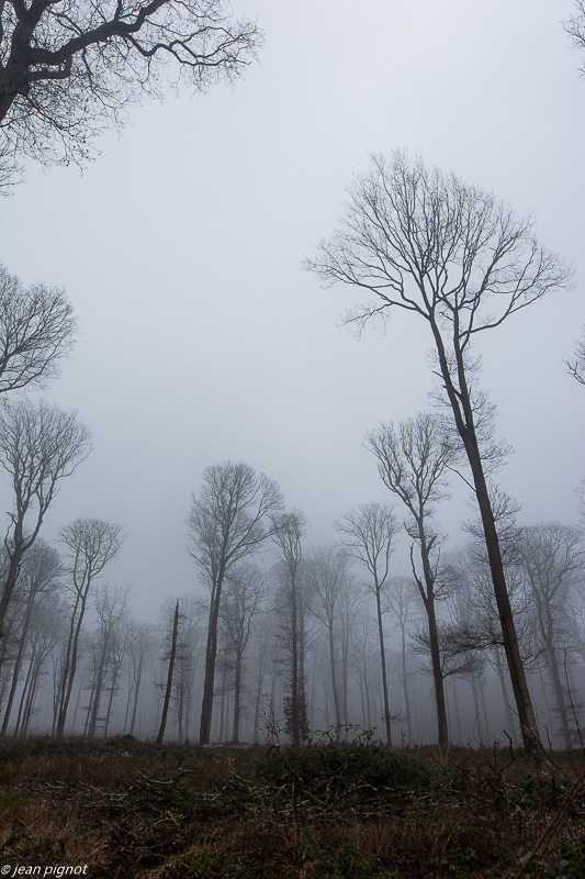 foret dans brouillard 01 2020-7109.jpg