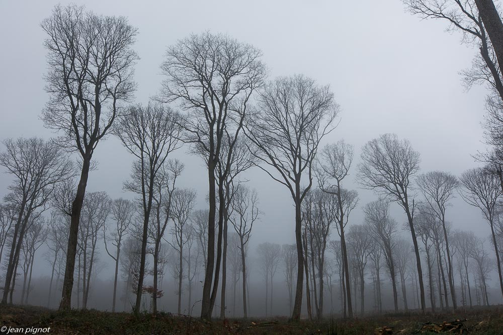 foret dans brouillard 01 2020-7110.jpg