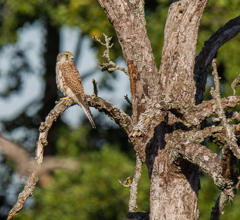 Faucon crécerelle-3.jpg