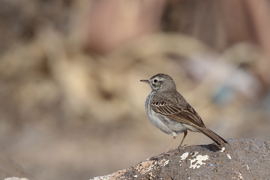 19 Pipit de Berthelot.jpg