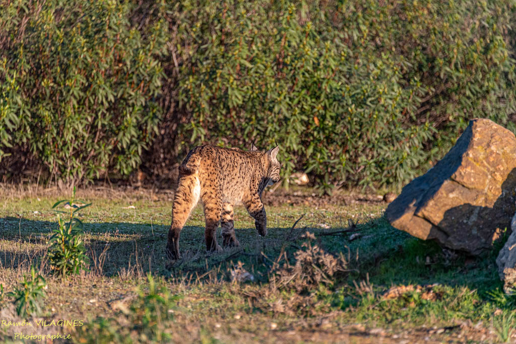 Lynx-.jpg