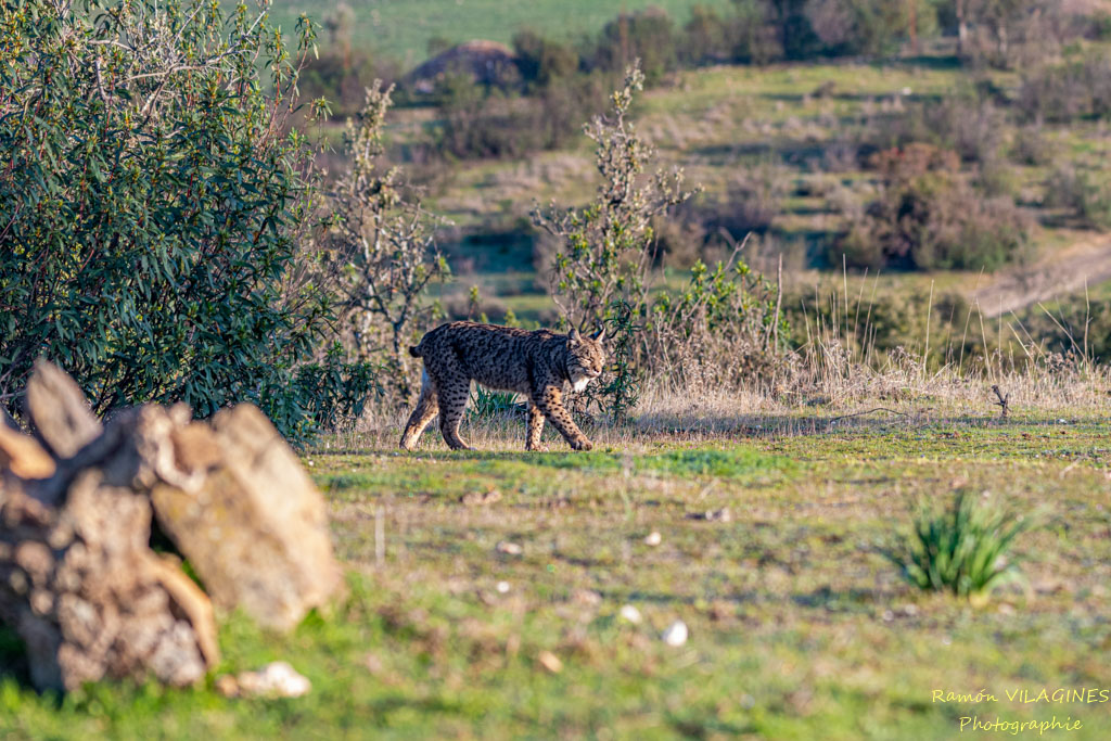 Lynx-204-ps.jpg