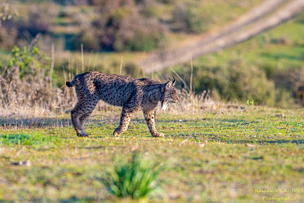 Lynx-205-ps.jpg