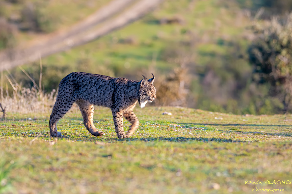 Lynx-206-ps.jpg