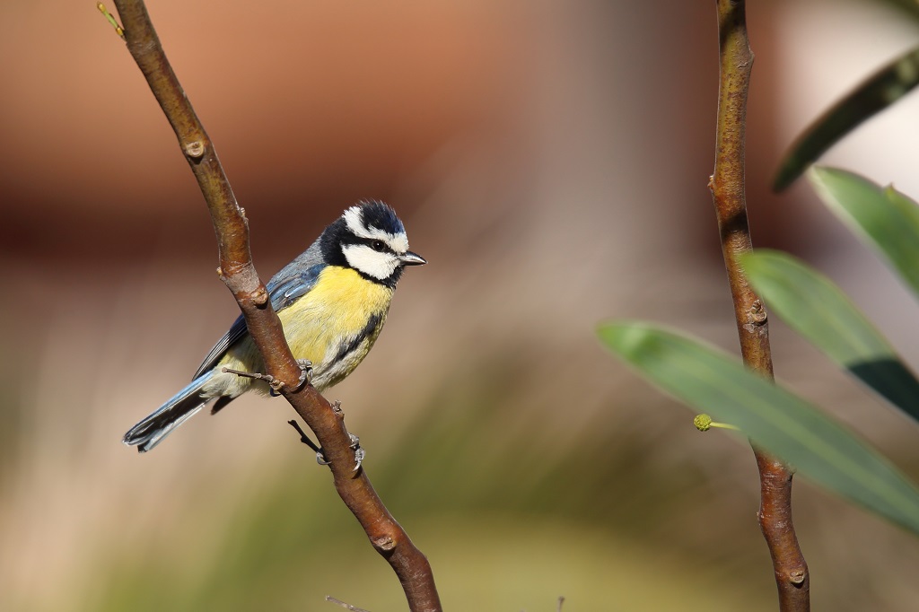 66 Mésange nord-africaine.jpg