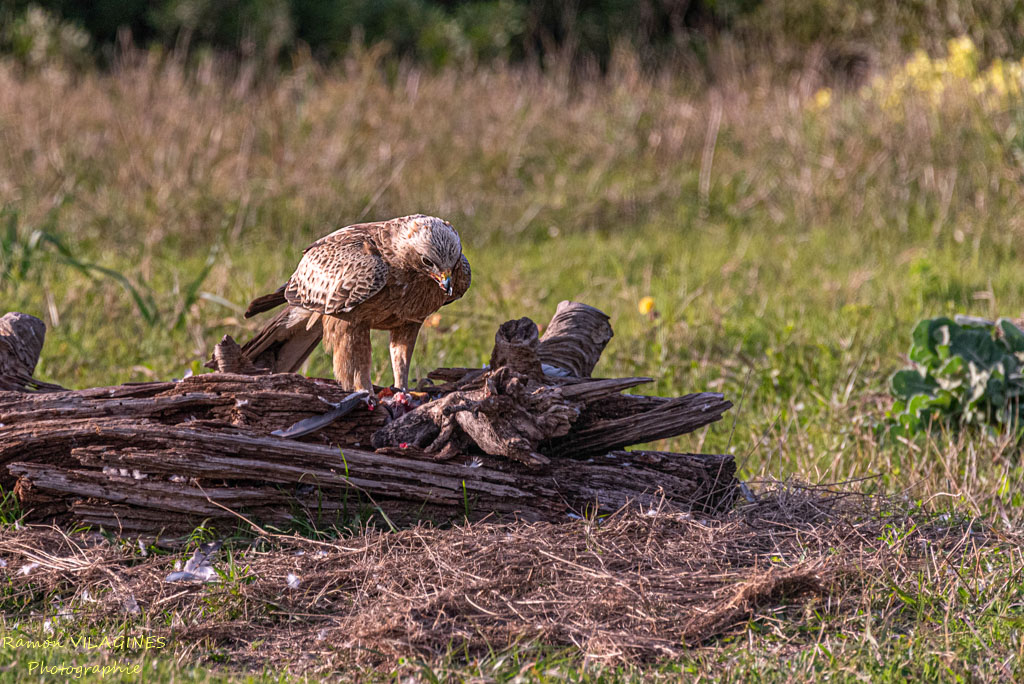 Aigle botté-1-ps.jpg