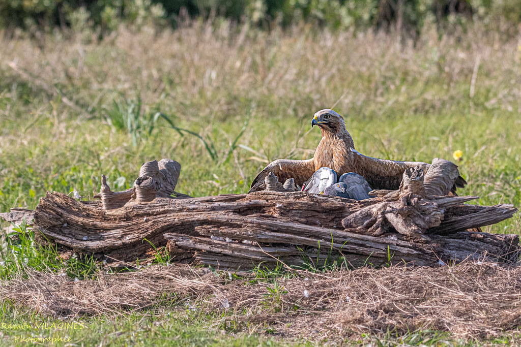 Aigle botté-791-ps.jpg