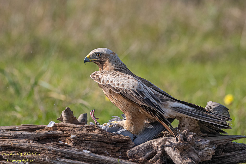 Aigle botté-828-ps.jpg