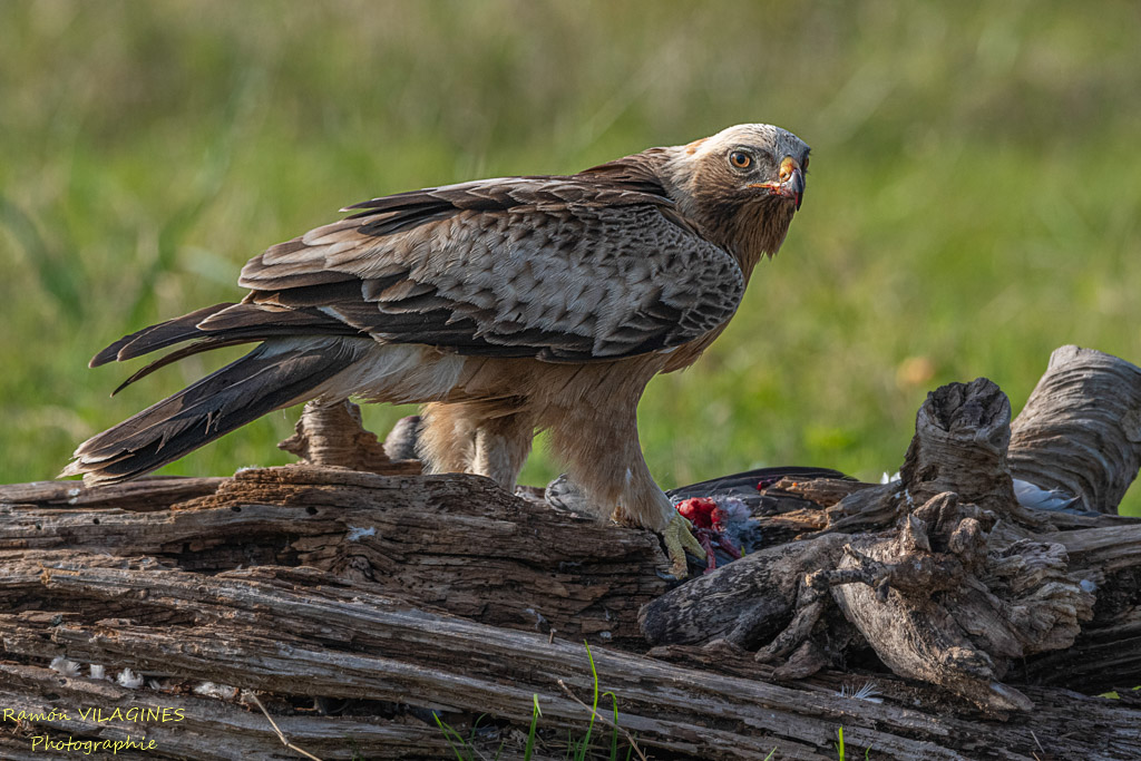 Aigle botté-976-ps.jpg