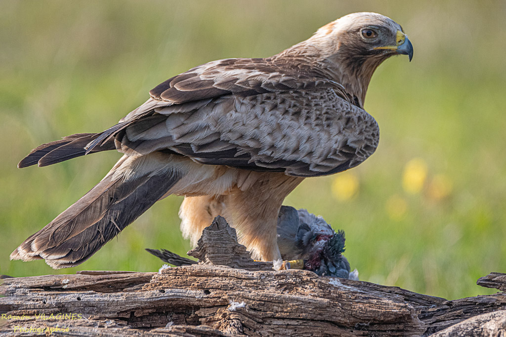 Aigle botté-907-ps.jpg