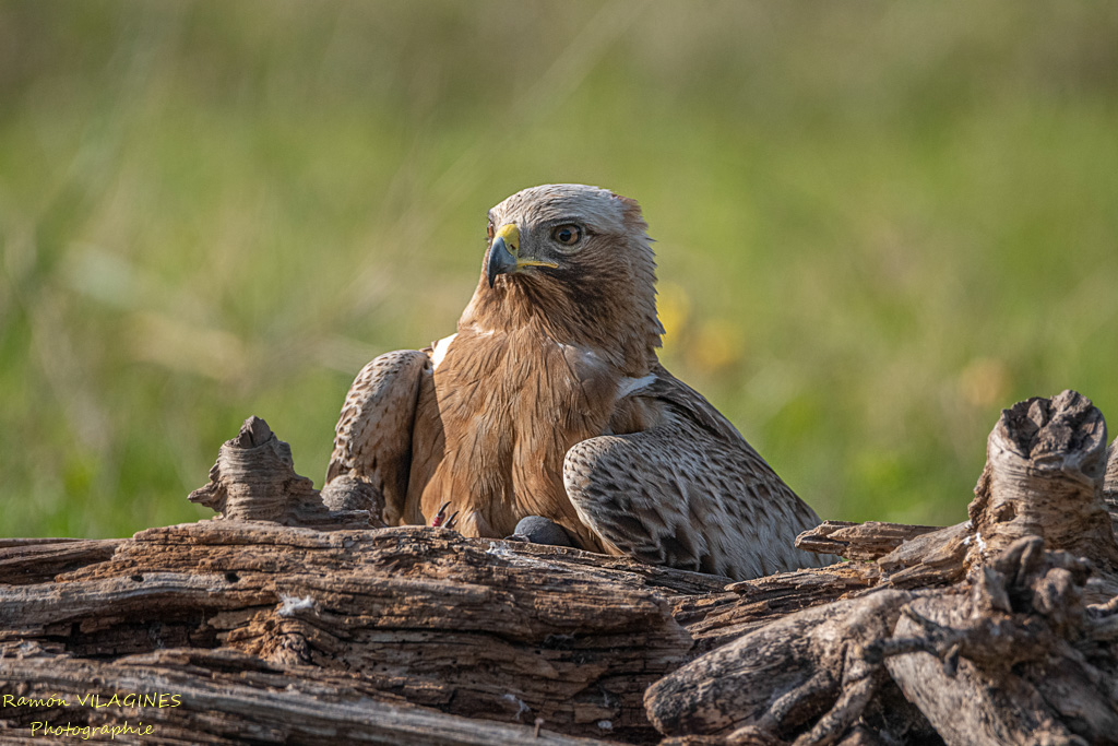 Aigle botté-806-ps.jpg