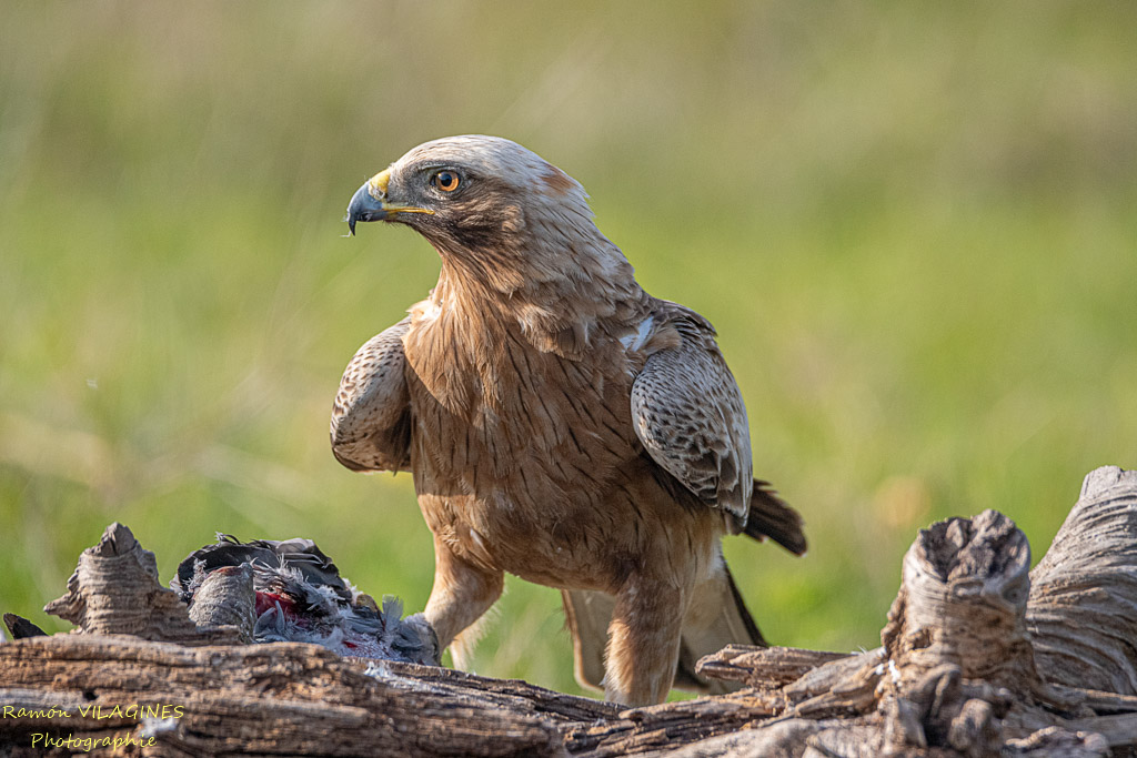 Aigle botté-913-ps.jpg