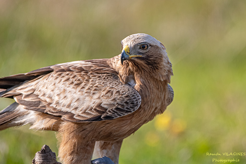 Aigle botté-853-ps.jpg