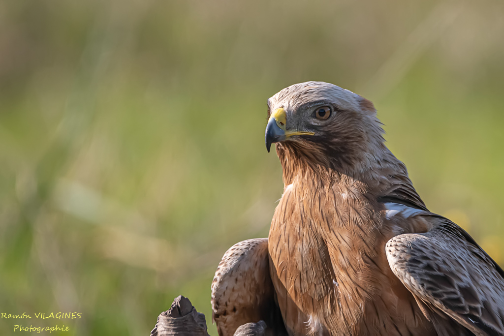 Aigle botté-801-ps-1.jpg