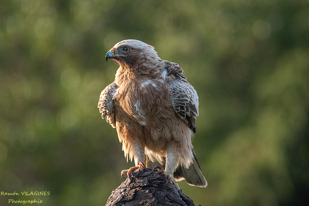 Aigle botté-1008-ps.jpg