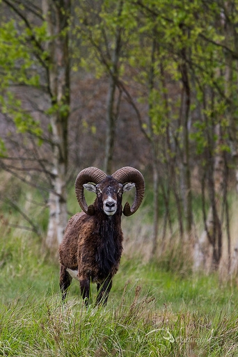 mouflon forum.jpg