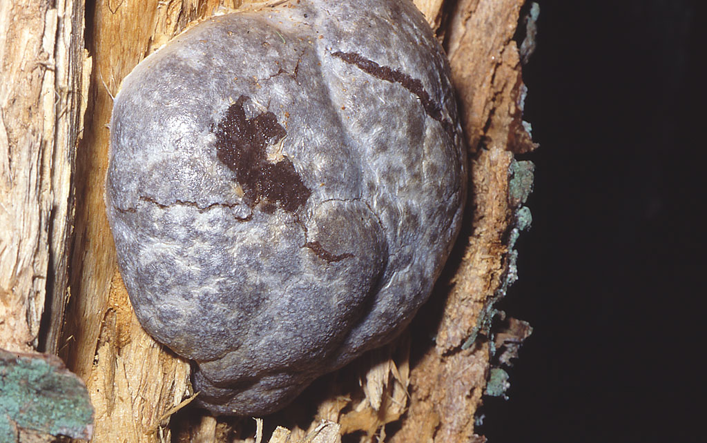 Reticularia lycoperdon  = Enteridium lycoperdon  2 Jacques Rivière.jpg