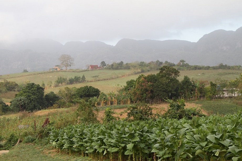 82 Champ de tabac dans la plaine de Vinales.jpg