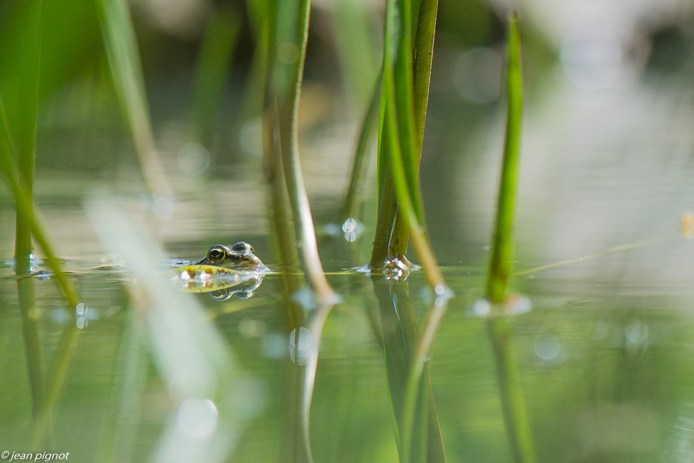 grenouille verte des rocheret 4 2020-0941.jpg