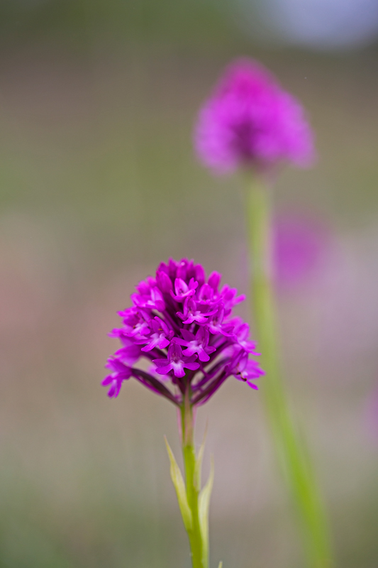 Anacamptis-Pyramidalis-IN-.jpg