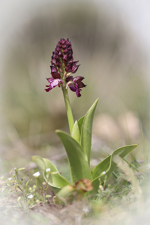 Orchis Pourpre.jpg