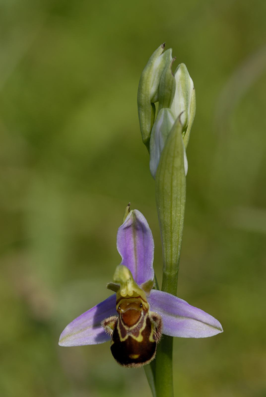 ophrys apifera.JPG