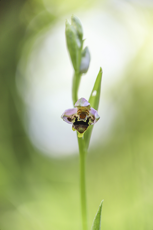 Ophrys Becasse.jpg