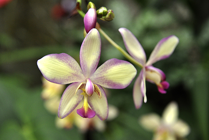 JCl Ortiz orchidées (2).JPG