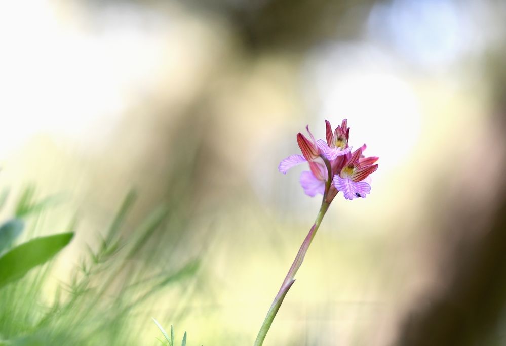 C_Anacamptis papilionacea_réduite.jpg