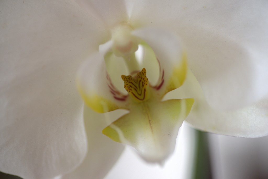 orchidée2.jpg