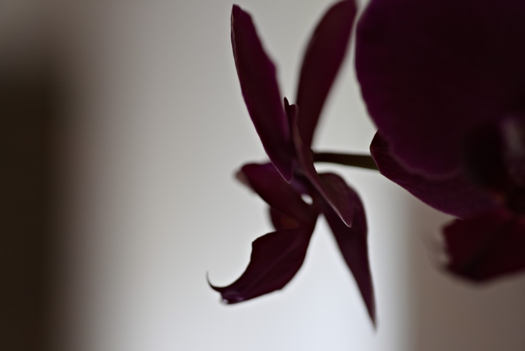 orchidée3.jpg