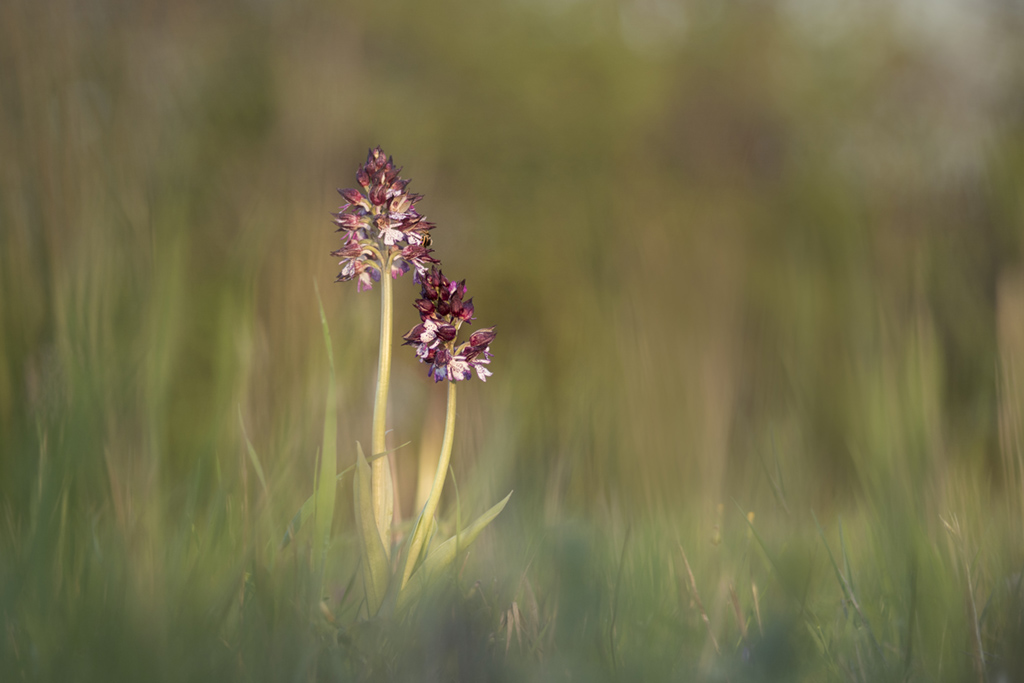 image3Orchis Purpurea.jpg