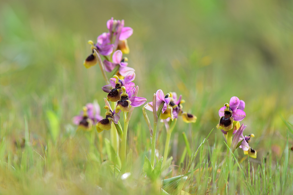 ophrys tenthredinifera.jpg