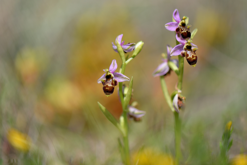 ophrys picta.jpg