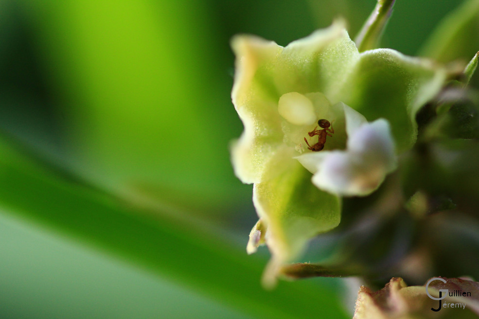 Orchide-Epipactis-pourpre-18-ConvertImage.jpg