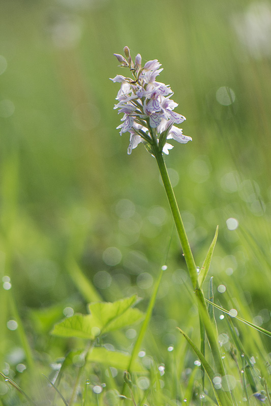 orchis a feuilles tachetées 05 2020-2606-2.jpg