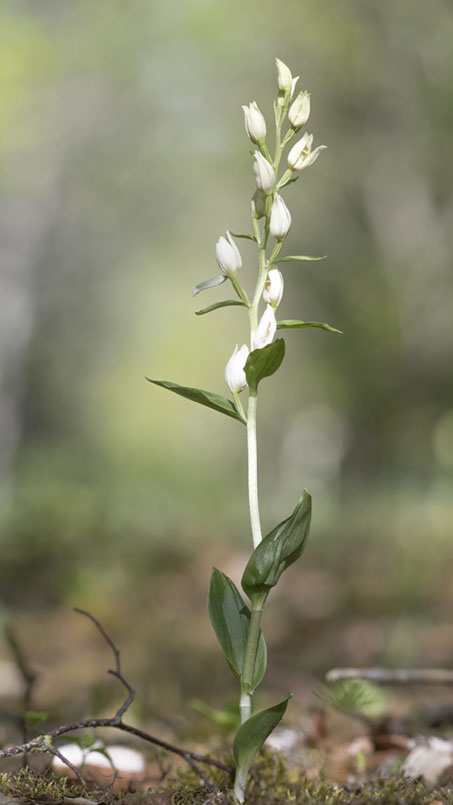 Céphalanthère longifolia 1000.jpg