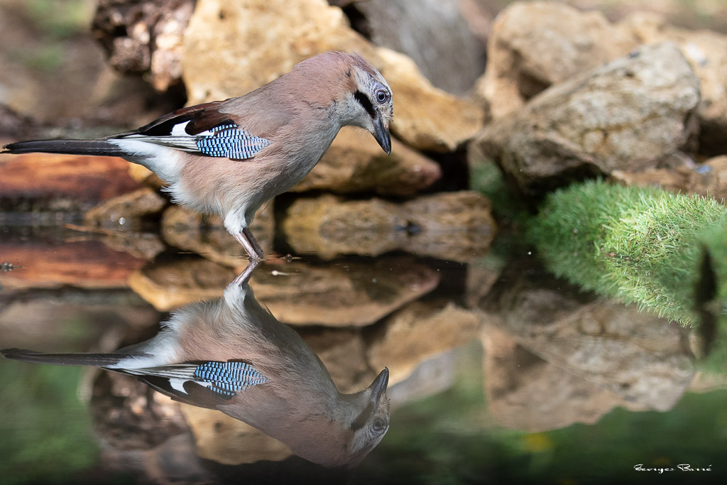 Geai des Chênes (Garrulus glandarius) Eurasian jay-159.jpg