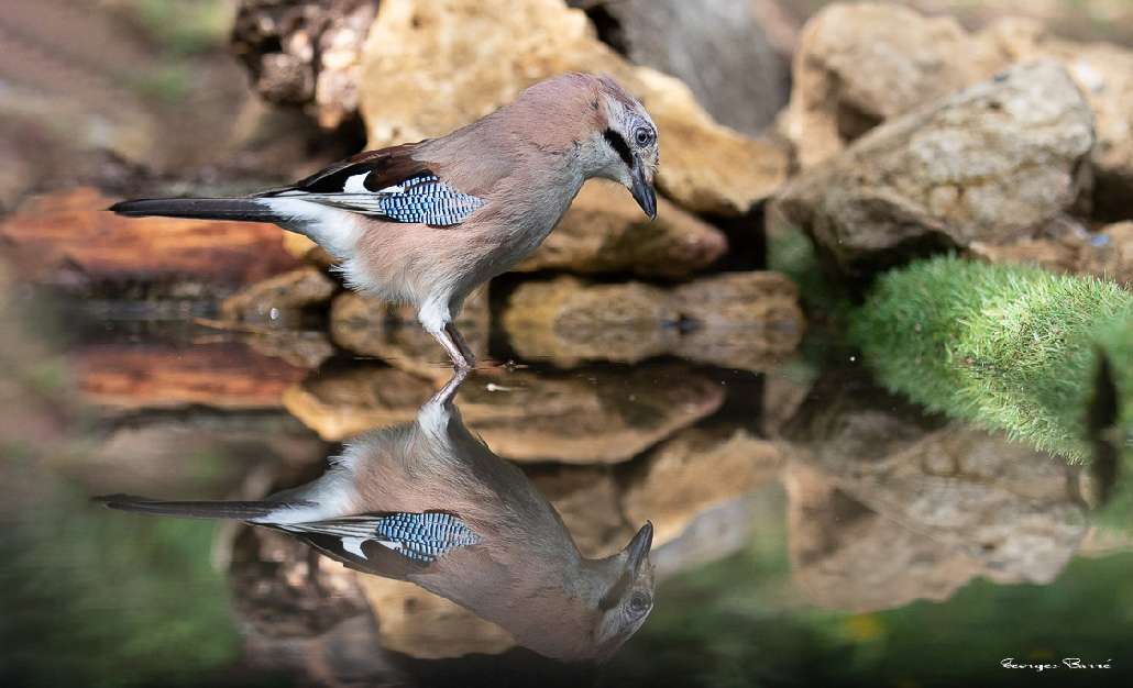 Geai-des-Chênes-(Garrulus-glandarius)-Eurasian-jay-159.jpg