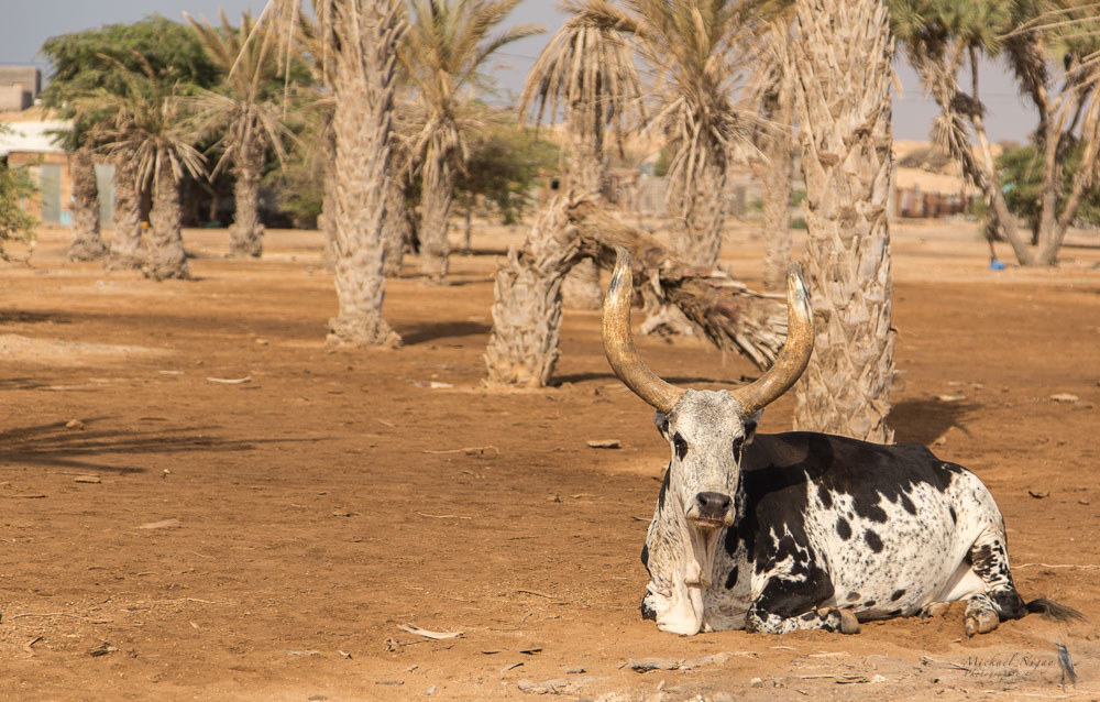 Vache Djiboutienne.jpg