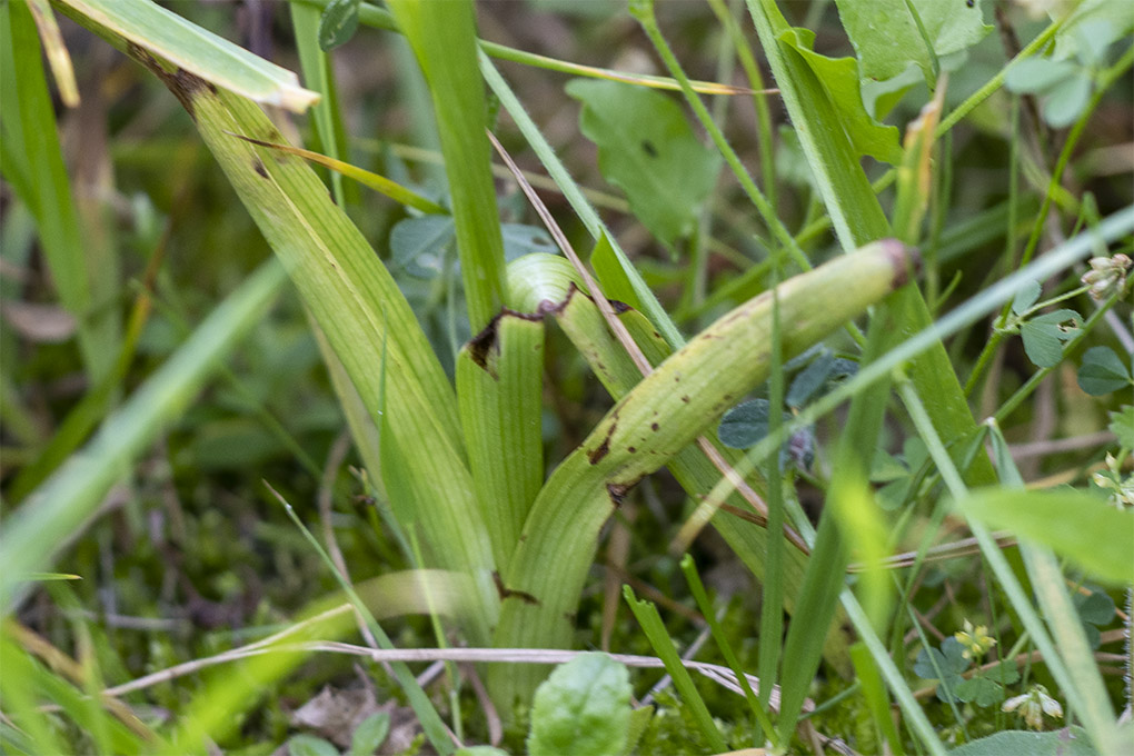 orchidée peut -être 3.jpg