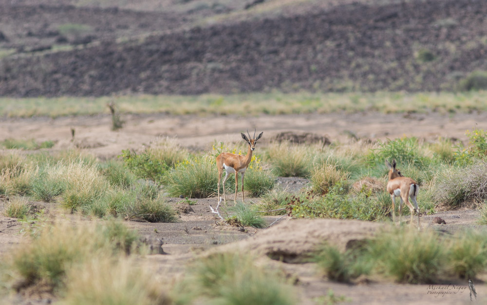 Gazelle de Pelzeln.jpg