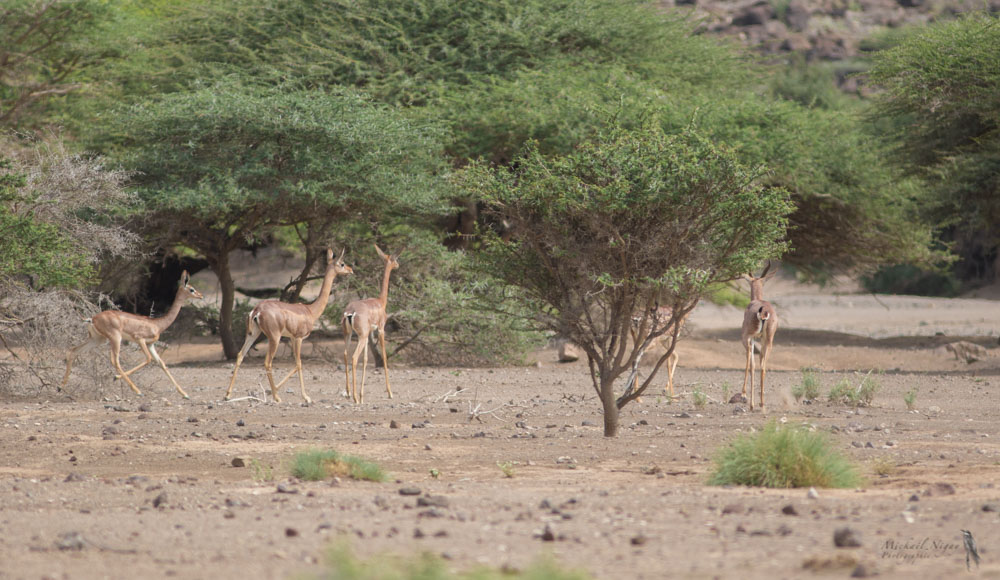 Gazelle Gérenuk.jpg